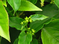 Gonolobus parviflorus