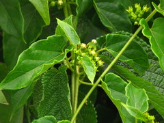 Gonolobus parviflorus