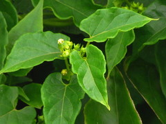 Gonolobus parviflorus