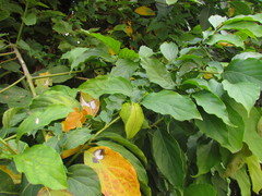 Gonolobus parviflorus