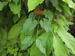 Gonolobus parviflorus