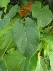 Gonolobus parviflorus