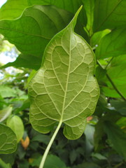 Gonolobus parviflorus