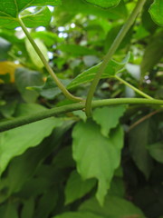 Gonolobus parviflorus