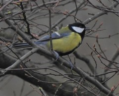 Parus major