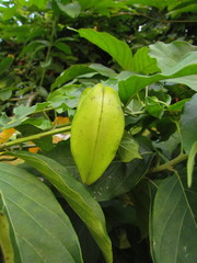Gonolobus parviflorus