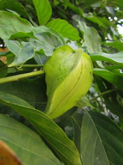 Gonolobus parviflorus