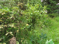 Gonolobus parviflorus