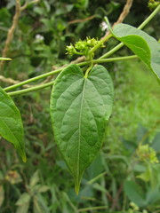 Gonolobus parviflorus