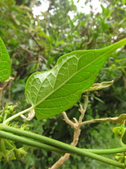 Gonolobus parviflorus