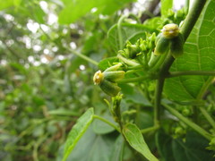 Gonolobus parviflorus