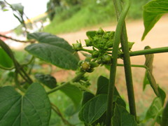 Gonolobus parviflorus