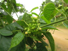 Gonolobus parviflorus