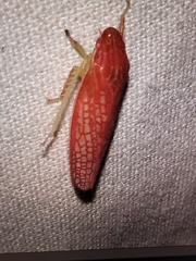 Gyponana gladia