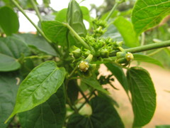 Gonolobus parviflorus