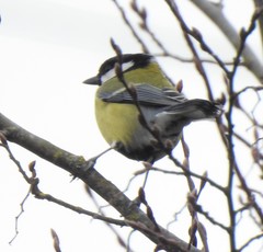 Parus major