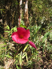 Mandevilla atroviolacea