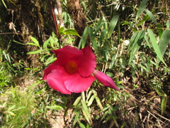 Mandevilla atroviolacea