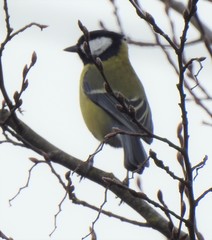 Parus major