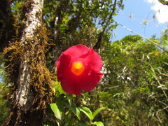 Mandevilla atroviolacea