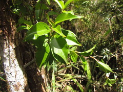 Mandevilla atroviolacea