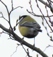 Parus major