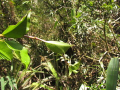 Mandevilla atroviolacea