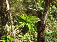 Mandevilla atroviolacea