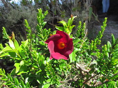 Mandevilla atroviolacea