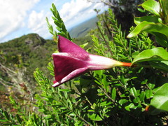 Mandevilla atroviolacea