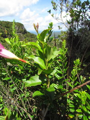 Mandevilla atroviolacea