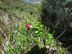 Mandevilla atroviolacea