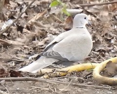 Streptopelia decaocto