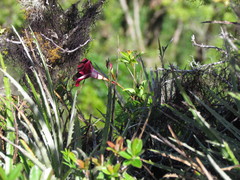 Mandevilla atroviolacea