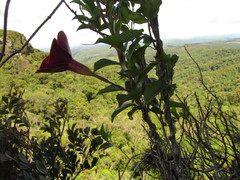 Mandevilla atroviolacea
