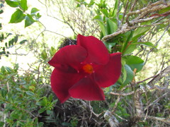 Mandevilla atroviolacea