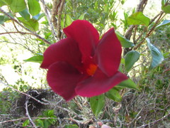 Mandevilla atroviolacea