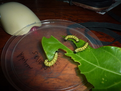 Heliconius eratosignis