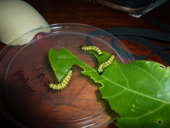 Heliconius eratosignis