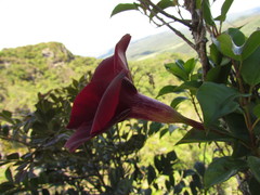 Mandevilla atroviolacea