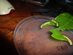 Heliconius eratosignis