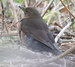 Turdus merula