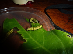 Heliconius eratosignis