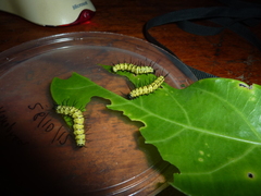 Heliconius eratosignis