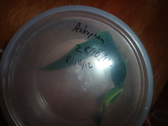 Heliconius eratosignis