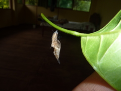 Heliconius eratosignis