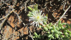 Octopoma tanquanum