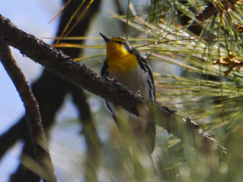 Setophaga graciae