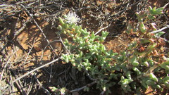 Octopoma tanquanum