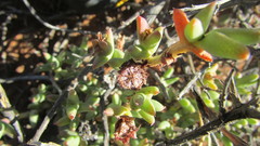 Octopoma tanquanum